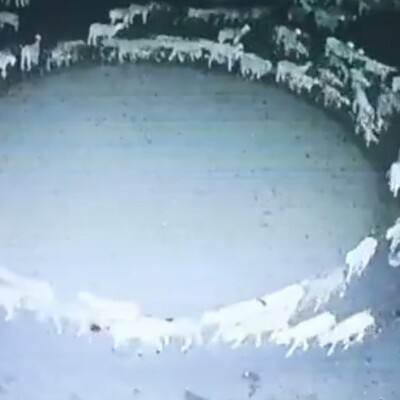 Çember çizen koyunlar 12 gün boyunca döndü