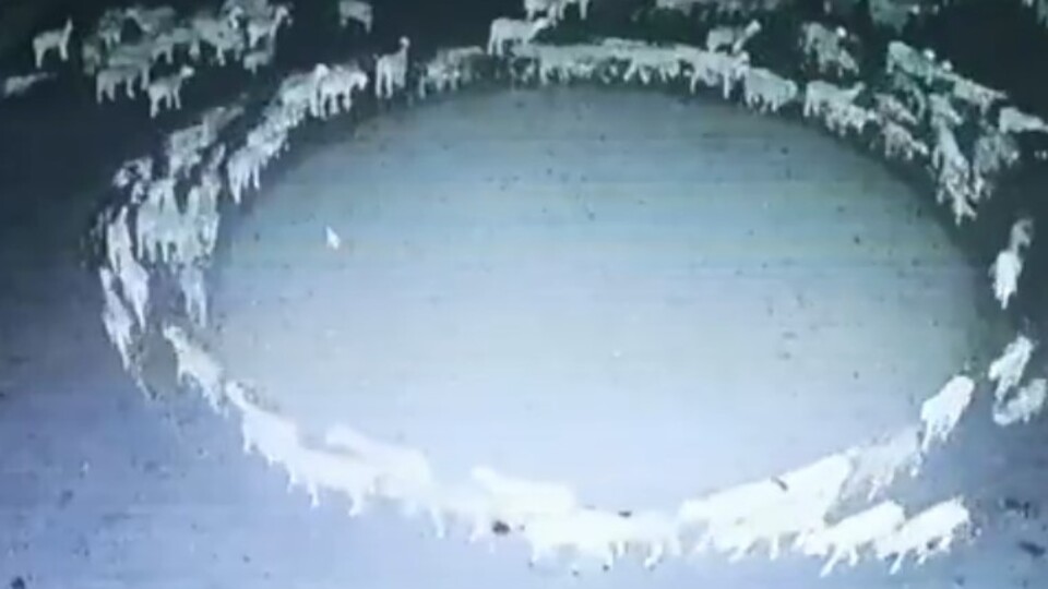 Çember çizen koyunlar 12 gün boyunca döndü