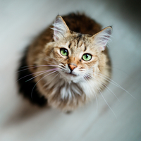 Kediler olmasaydı dünyanın sonu mu gelirdi? Hiç böyle düşünmediniz!