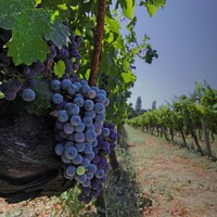 Türkiye'nin üzüm bağları hakkında kısa notlar