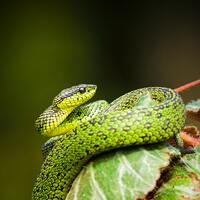 Rüyada Küçük Yılan Görmek