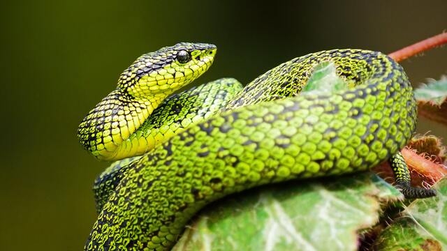 Rüyada Küçük Yılan Görmek