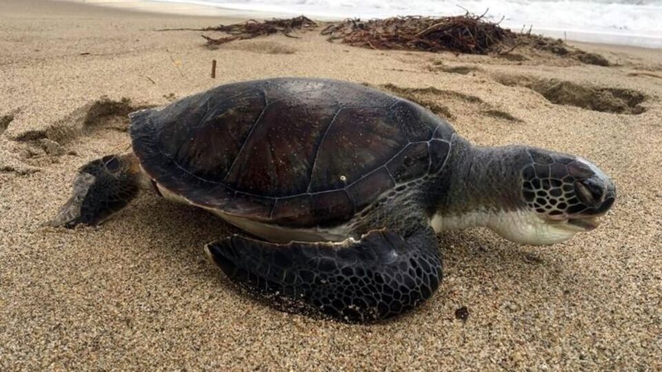 4 gün içinde 3 deniz kaplumbağası ölü bulundu