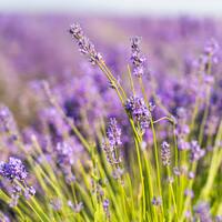 Lavanta nerede yetişir ve ne zaman çiçek açar?