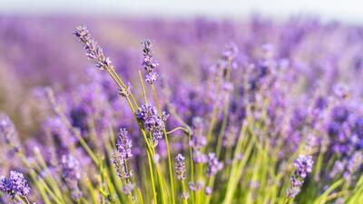 Lavanta nerede yetişir ve ne zaman çiçek açar?