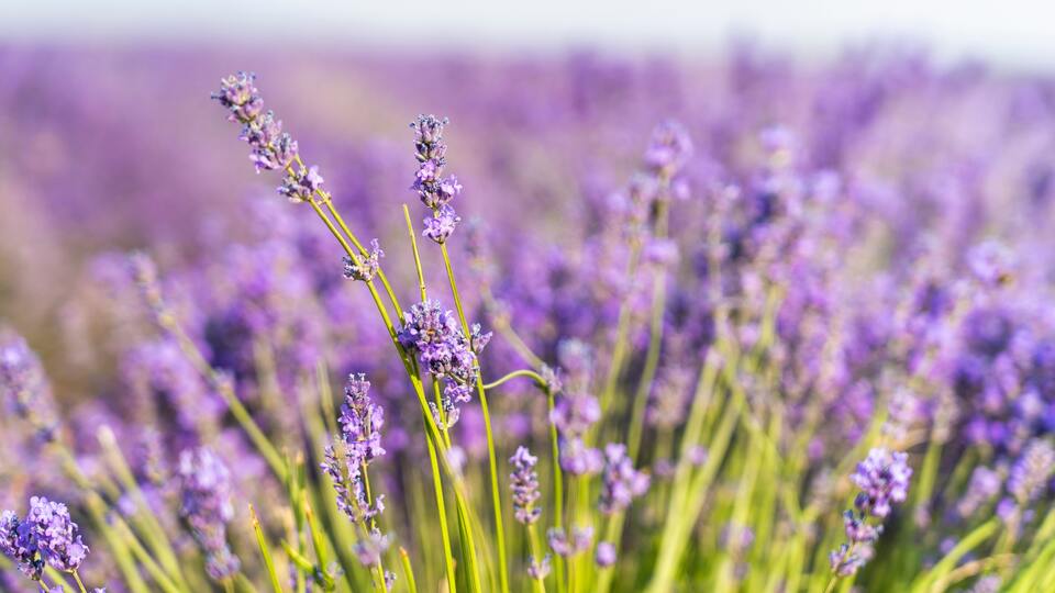 Lavanta nerede yetişir ve ne zaman çiçek açar?