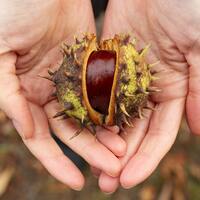 Kestane nerede ve hangi bölgede yetişir?