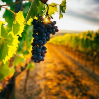 Yerli üzüm çeşitleri