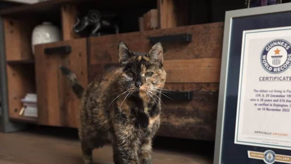 Guinness'e girdi... İşte dünyanın en yaşlı kedisi