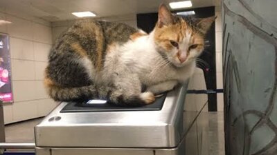 'Metro Minnağı' hayatını kaybetti