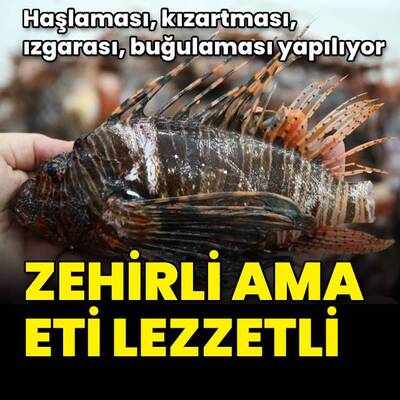 Haşlaması, kızartması, ızgarası yapılıyor! Zehirli ama eti lezzetli