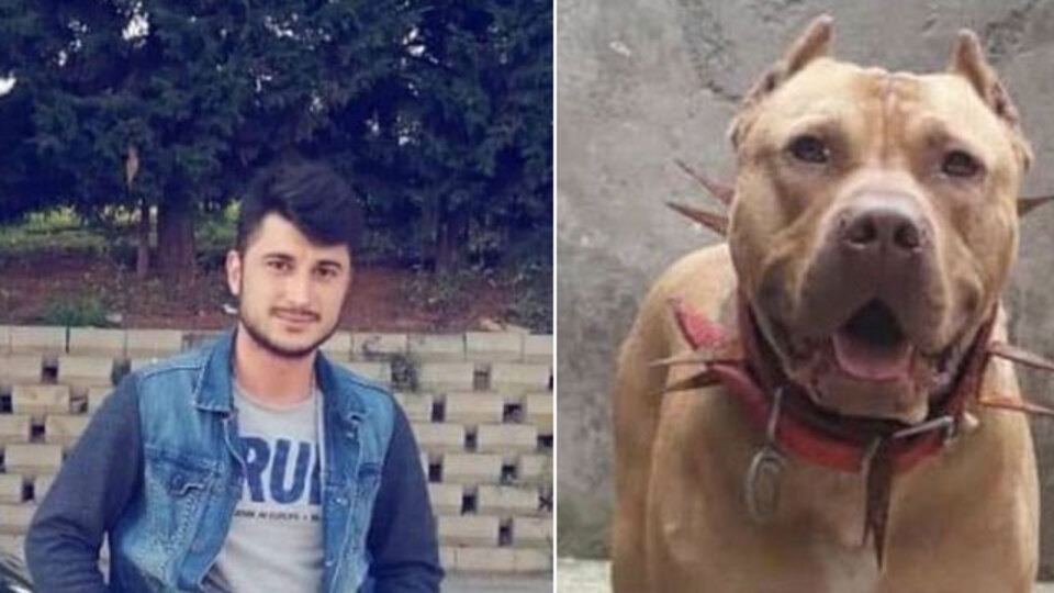 Pitbull öldürdü iddiasına takipsizlik!