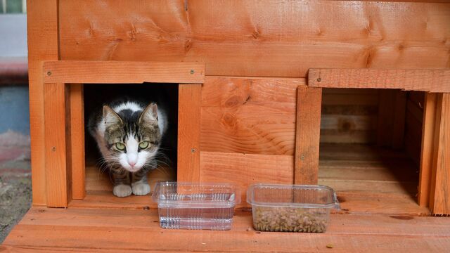 Evi parçalanan kedi yeni yuvasında