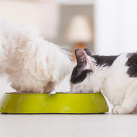 Evcil hayvanların bütünsel sağlığında gerçek gıdalarla dengeli beslenmenin gücü