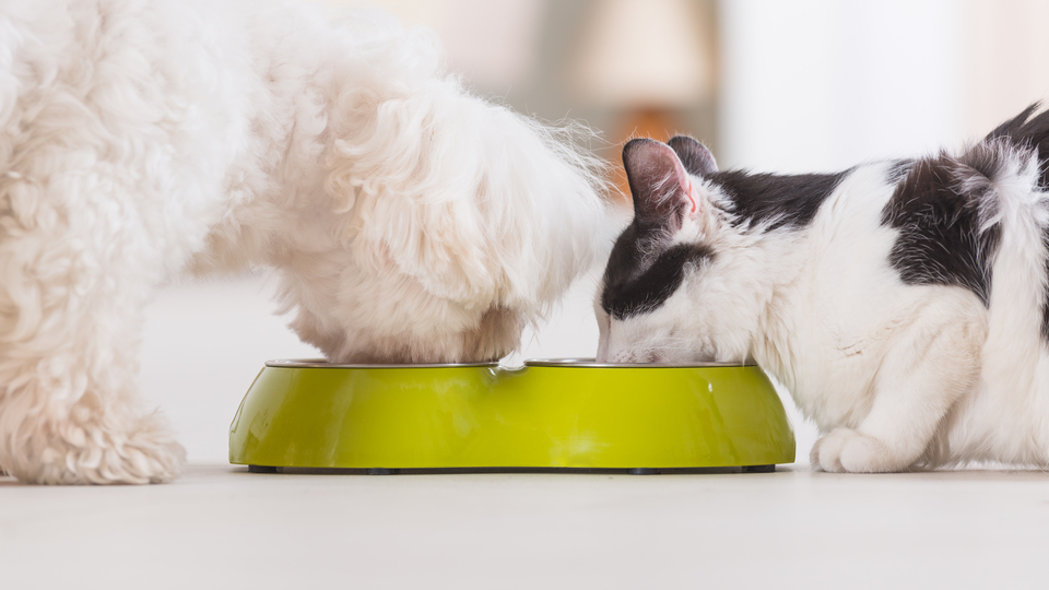Evcil hayvanların bütünsel sağlığında gerçek gıdalarla dengeli beslenmenin gücü