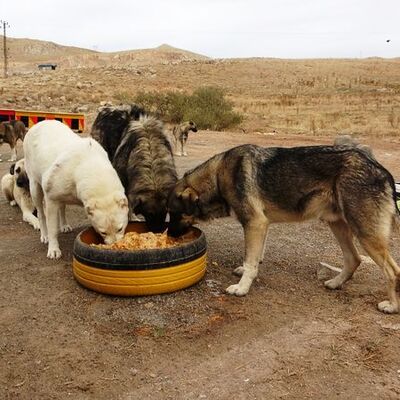 İstanbul'da hangi ilçede kaç köpek var!