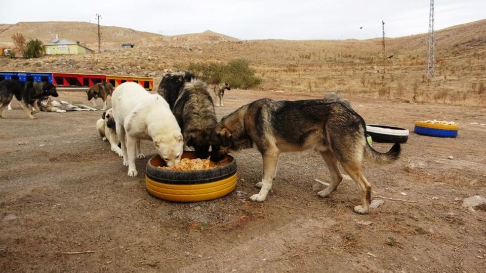 İstanbul'da hangi ilçede kaç köpek var!