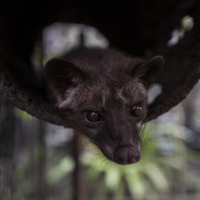Sadece o canlının midesinde mayalanıyor... İşte dünyanın en pahalı kahvesi...