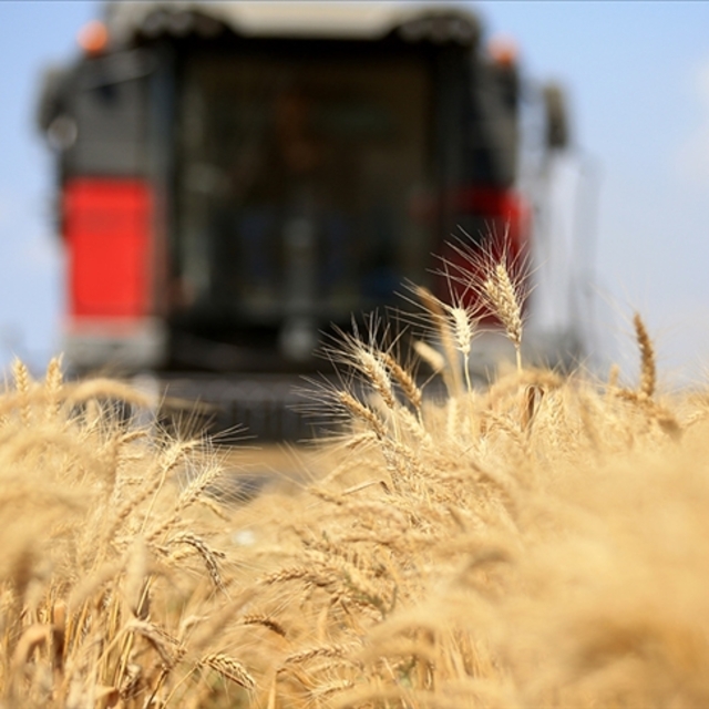 Küresel gıda fiyatları kasımda düştü