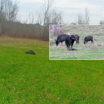 Bilgi verene 25 bin TL ödül! Alnından vurdular!