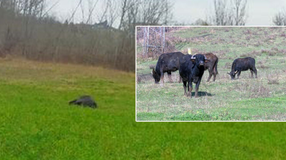 Bilgi verene 25 bin TL ödül! Alnından vurdular!