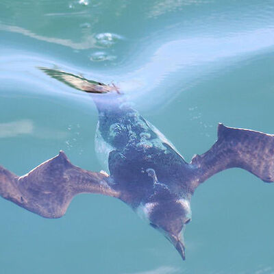 Akdeniz'de aranıyor... "Görürseniz fotoğraf, video kaydı alın"