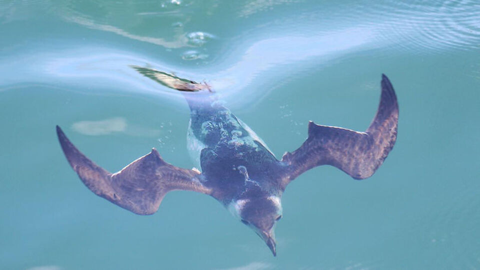 Akdeniz'de aranıyor... "Görürseniz fotoğraf, video kaydı alın"