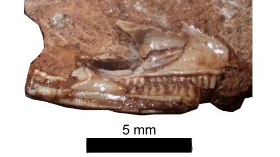 X-ray taramalarında kemikleri tespit edildi... Meğer yıllardır dolaptaymış