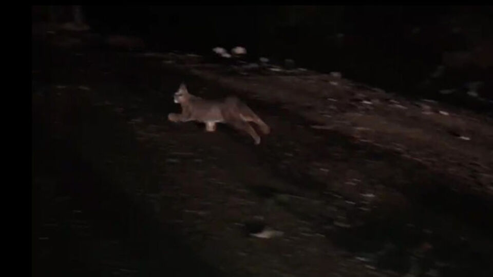 Hayalet kedi ortaya çıktı