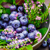 Alzheimer ve demansı önlemekte yardımcı olarak hafızayı zehir gibi yapıyor! Ömür boyu beyni korumanın en sağlıklı yolu