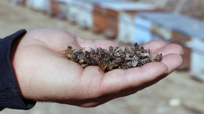 O kentte çevre felaketi! Binlerce arı ve balık öldü