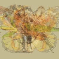 Herkes farklı hayvana odaklanıyor... Peki siz ilk bakışta ne gördünüz?