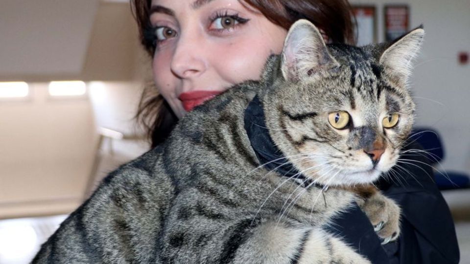 4 yıl önce yaralı bulunan Tigyy, fakültenin maskotu oldu
