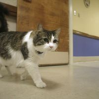 Ölecek kişiyi önceden bilen gizemli kedi: Kucağına yattığı hastalar 24 saatte hayatını kaybediyordu