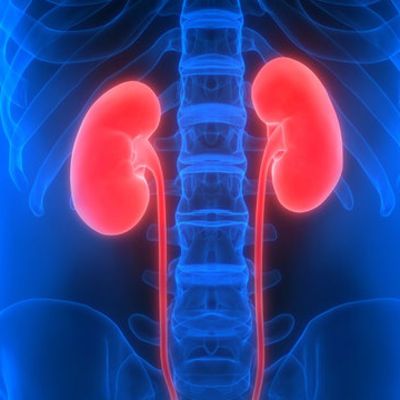 Bu alışkanlıklar böbrekleri bitiriyor!