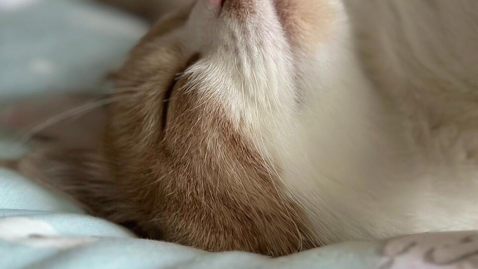 Rüyada Leylek Görmek