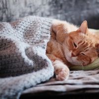 Rüyada Kirpi Görmek