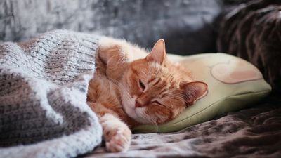 Rüyada Kirpi Görmek