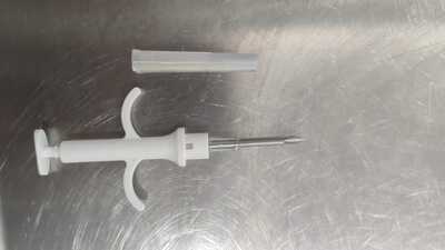 Evimizdeki kediçipler