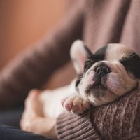 Rüyada Kara Kedi Görmek