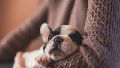 Rüyada Kara Kedi Görmek