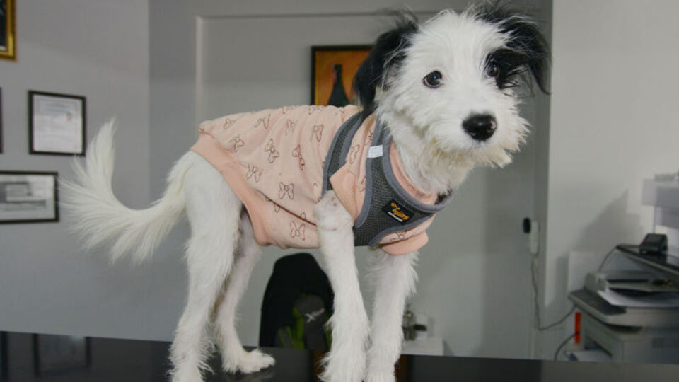 Manisa'da kayboldu... Çipi sayesinde Muğla'da bulundu