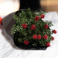 Mutluluk, huzur ve şans getiriyor! Yılbaşının simgesi kokina çiçeği ne anlama geliyor?