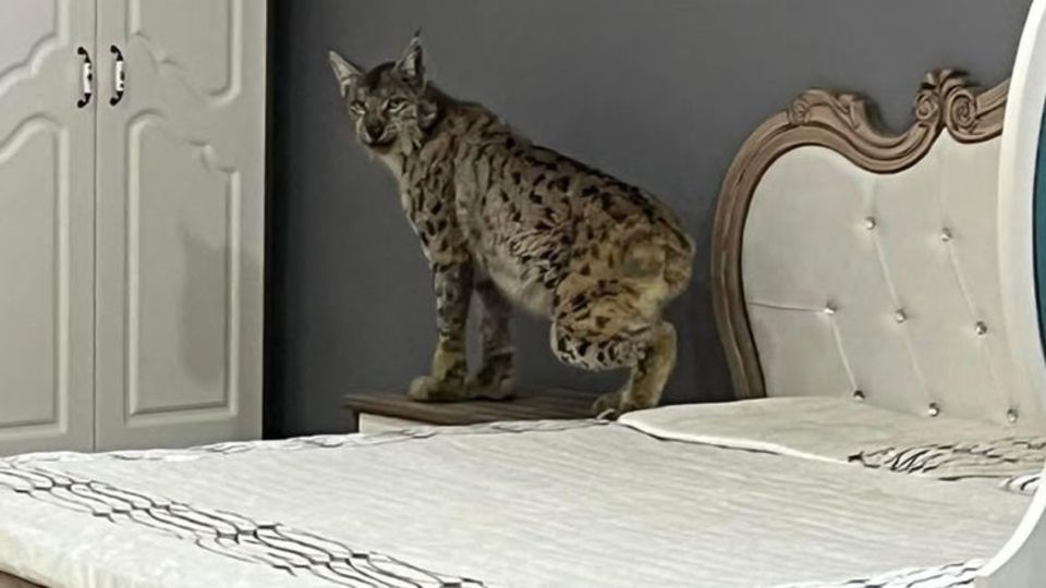 Mobilya mağazasına girdi... Nesli tehlikede!