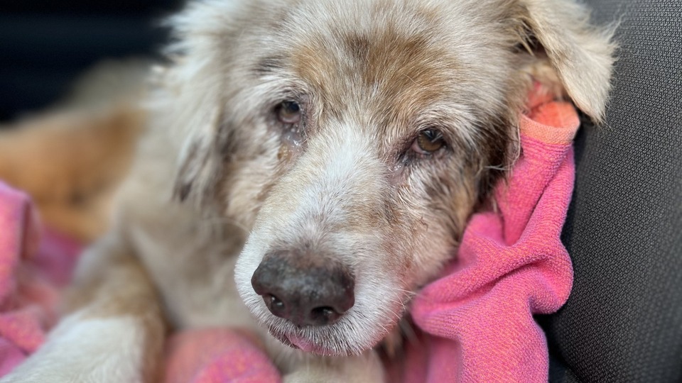 Havai fişekten korkup kaçmıştı! 7 yıl sonra bulundu