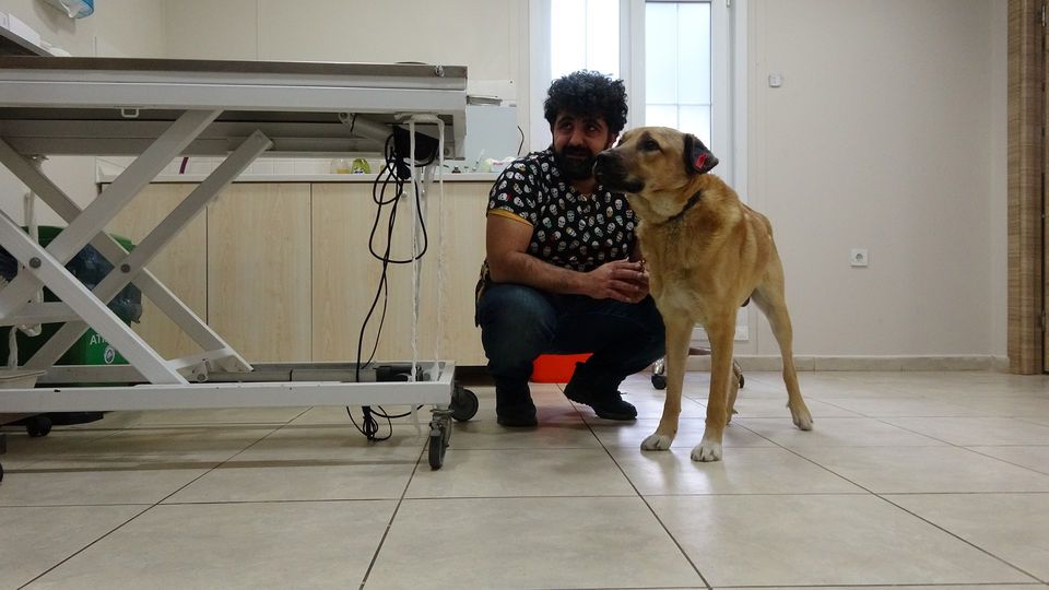 Canilik! Sokak köpeğine kaynar su döktüler