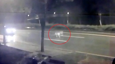 Ankara'da hayvanat bahçesinden kaçan aslan yola indi!