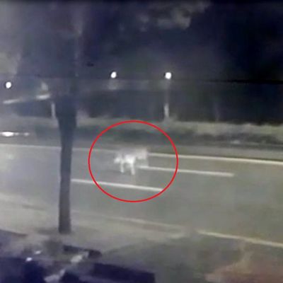 Ankara'da hayvanat bahçesinden kaçan aslan yola indi!