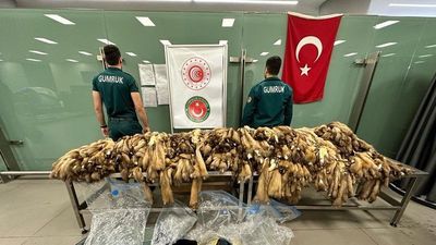 1200 adet! Havalimanında ele geçirildi!