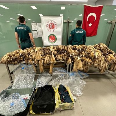 1200 adet! Havalimanında ele geçirildi!